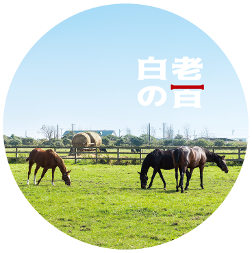 競走馬